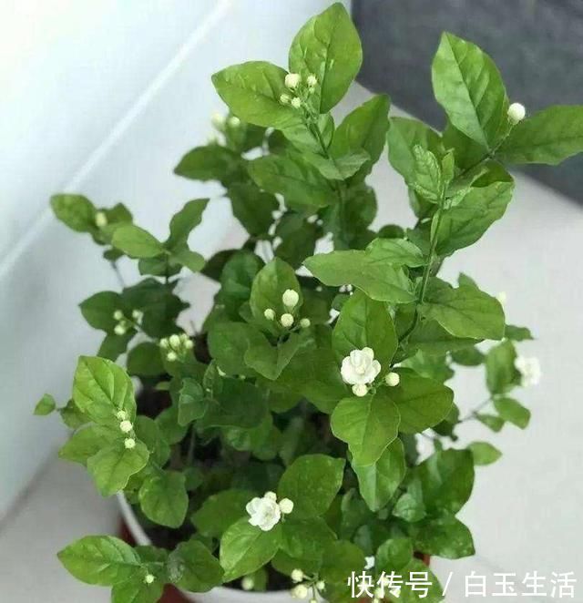 茉莉花这样养,新枝多花蕾多香味浓,自夏至秋开花不断