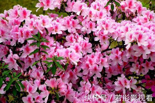 铁线莲|买花也要看日子,时候不对养不活白费力,附6种常见花卉入手时间