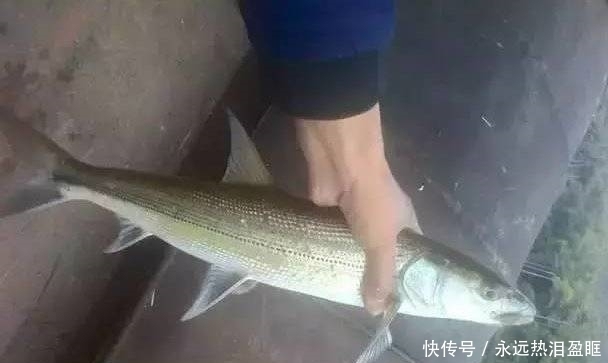 海鲜|这5种鱼,虽然“美味”但比海鲜还贵,价格动辄几百上千元