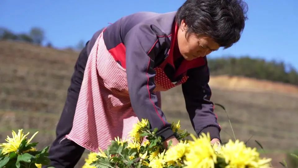 菊花|缙云大佑山尖金丝皇菊迎丰收，满地菊花烘干成“金”