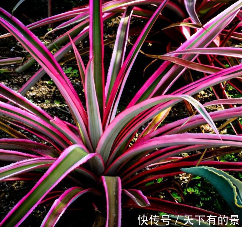 网红|色鲜艳丽的网红盆栽应该如何养护?