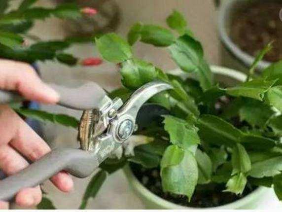 6种花,一长高就“变丑”,越矮胖越“漂亮”,要舍得剪!