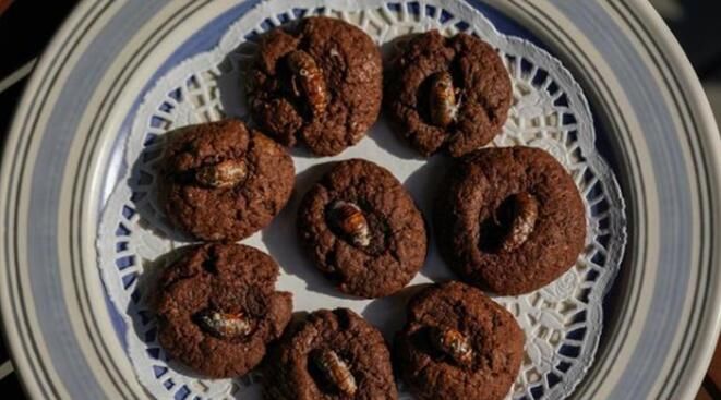 巧克力|美食专家鼓励美国民众抓蝉吃：别嫌弃！可炒可炸！