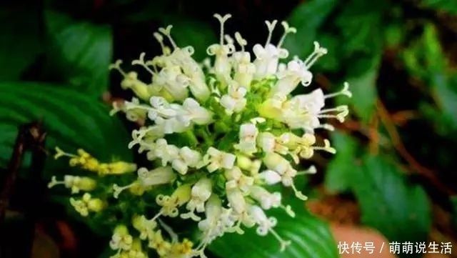 叶子|农村这植物叫“牛白藤”,有好用,遇见记得采摘一些