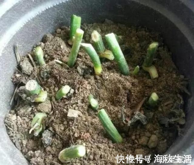 花卉|爱花人别闲着，4种花冬季也可以扦插，养满一阳台！