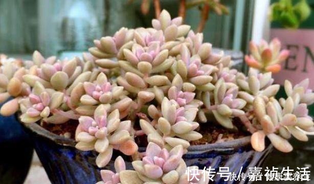 叶片|养多肉就养这8种,皮实又好养,短时间就能变老桩,出状态也很美!