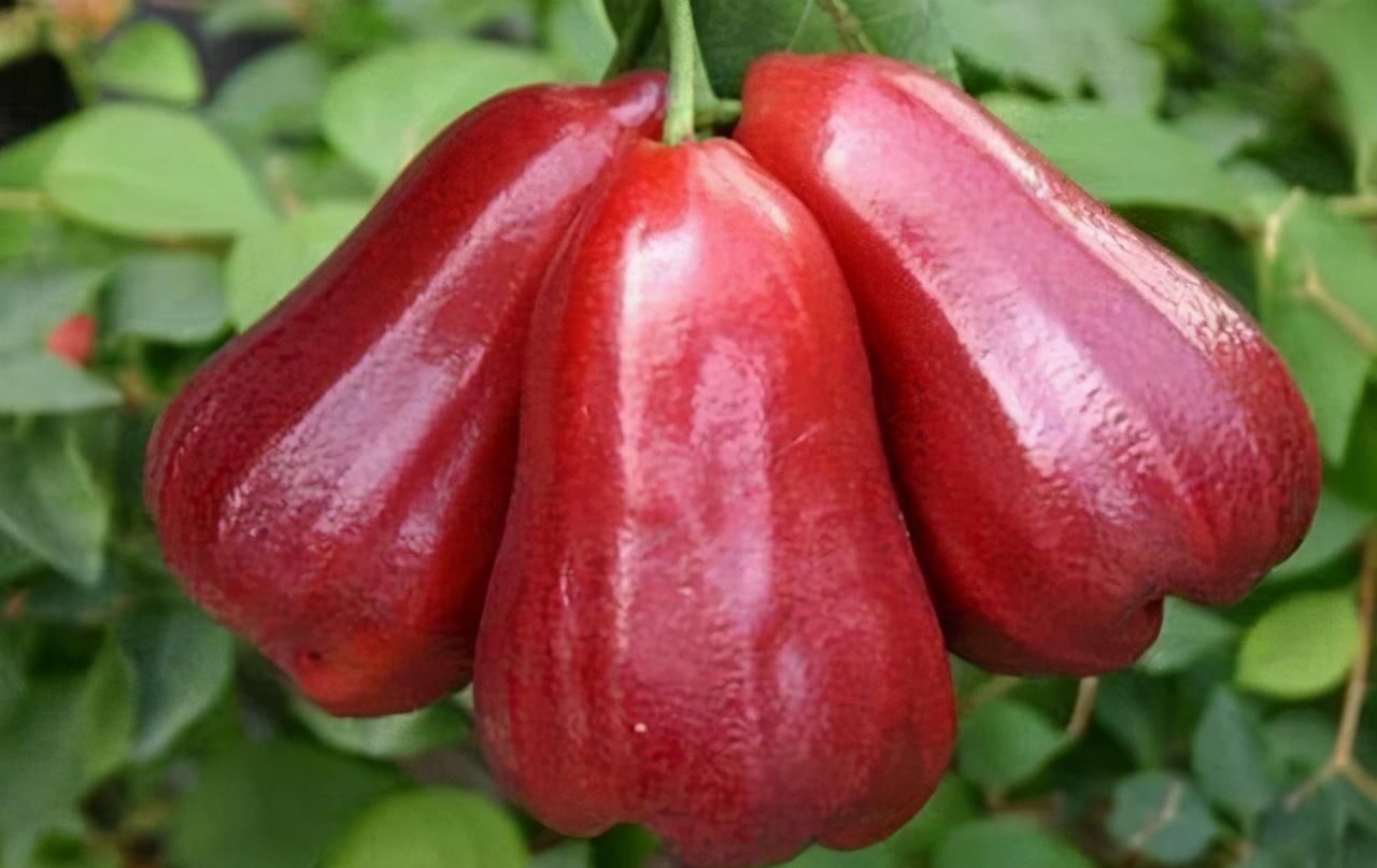 美容|聪明人都在吃三种食物，美容养生、延缓衰老，好处多多！