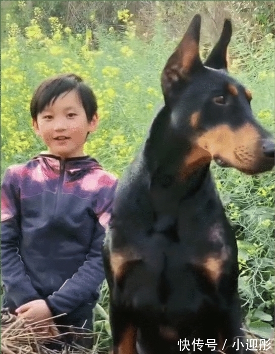 超级先生|乐嘉近况被曝生活滋润,养万元纯种大型犬!因劣迹太多曾被封杀!