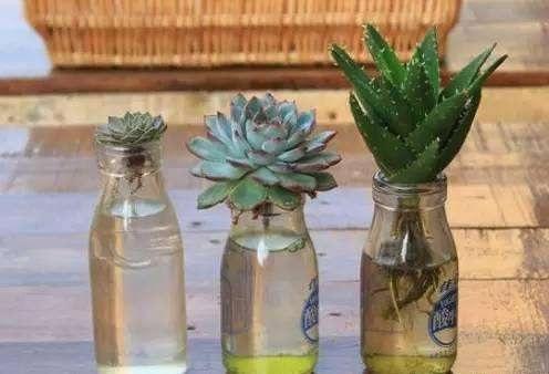 品种|多肉怕水不敢浇水养这几个品种,喜水可以水培,长得真旺
