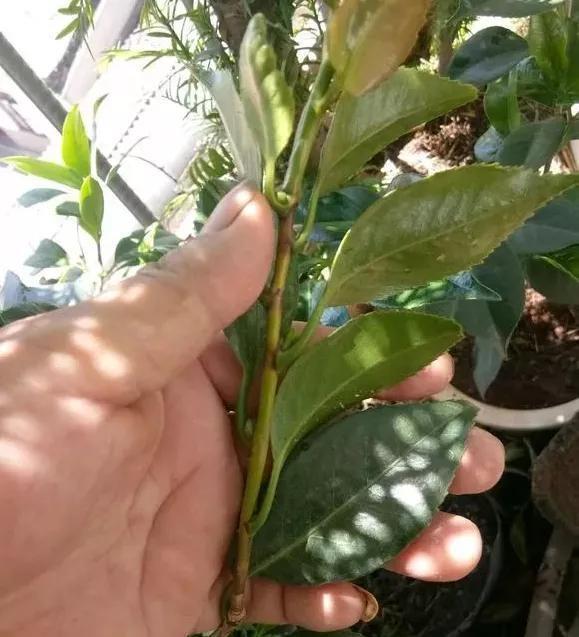 生根|天热了就插4种花，生根快长势好，一插一大盆