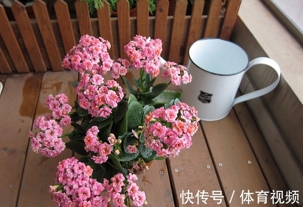 长寿花染上白粉病该怎么办?