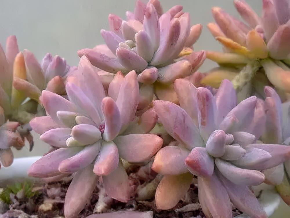 美美|这些多肉夏天不休眠,耐热又耐晒,皮实好养状态美美哒