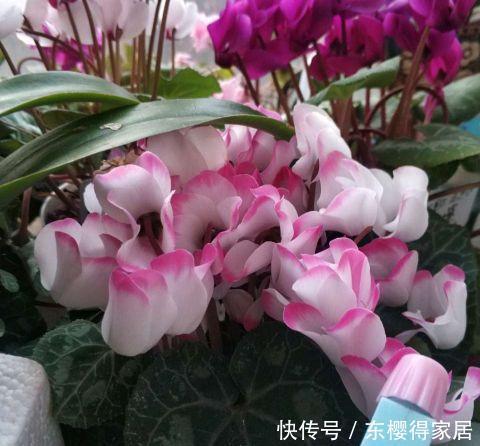 花根|天气热了，这三种花，少浇水，更爱开花