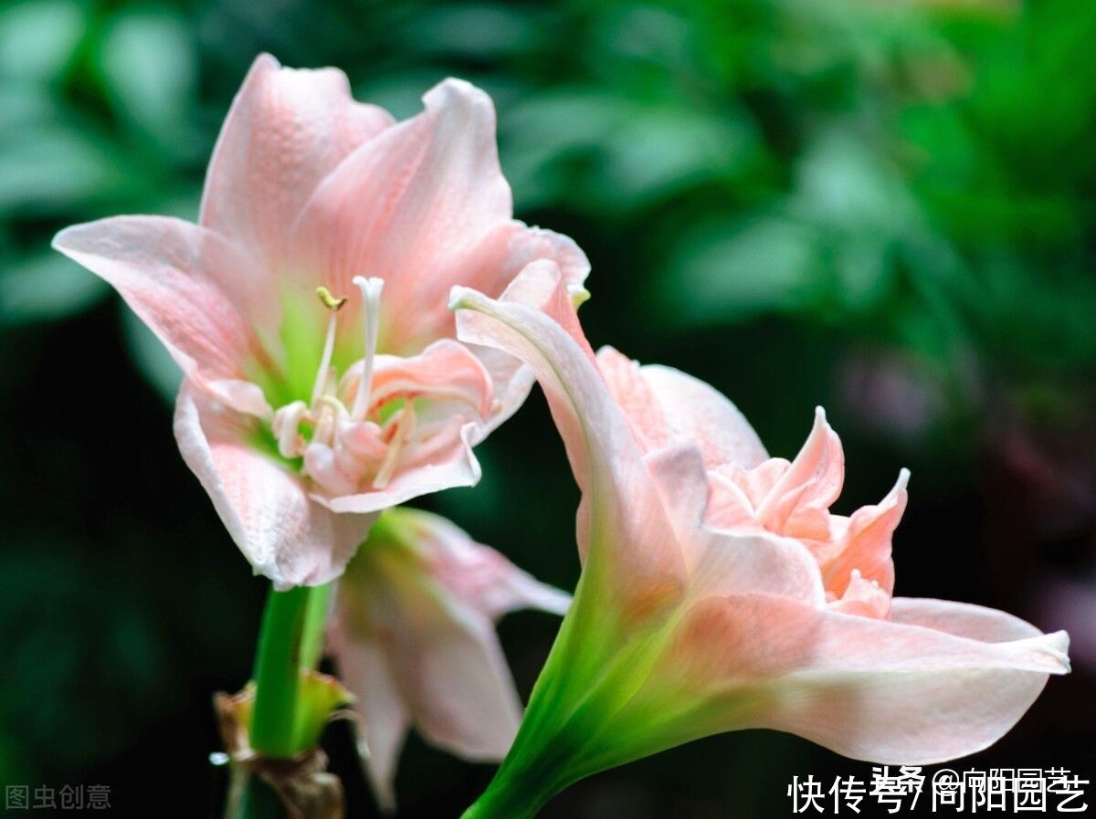 朱顶红延长花期，试试这几个办法，花瓣巴掌大，花期多开15天