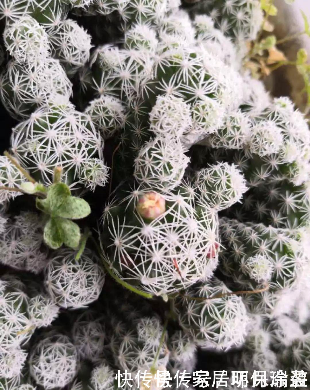 铜钱草|养花达人:张大爷家的花,1年养成“大转盘”,1次冒出25个头!