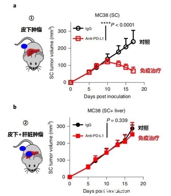 小鼠|让肺癌治疗失效的元凶竟然是它!逆转方法如此简单—抗癌管家