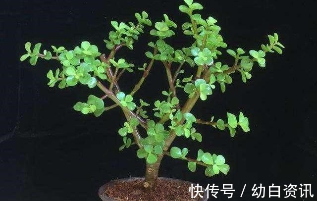 盆栽金枝玉叶，浇点“自制”壮骨水，叶片饱满有光泽，变老桩盆景