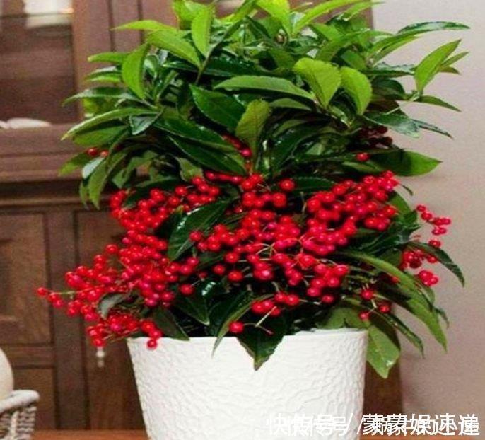 档次|4种花养家里，美成了花园，名字好听，开更美，开花漂亮上档次！