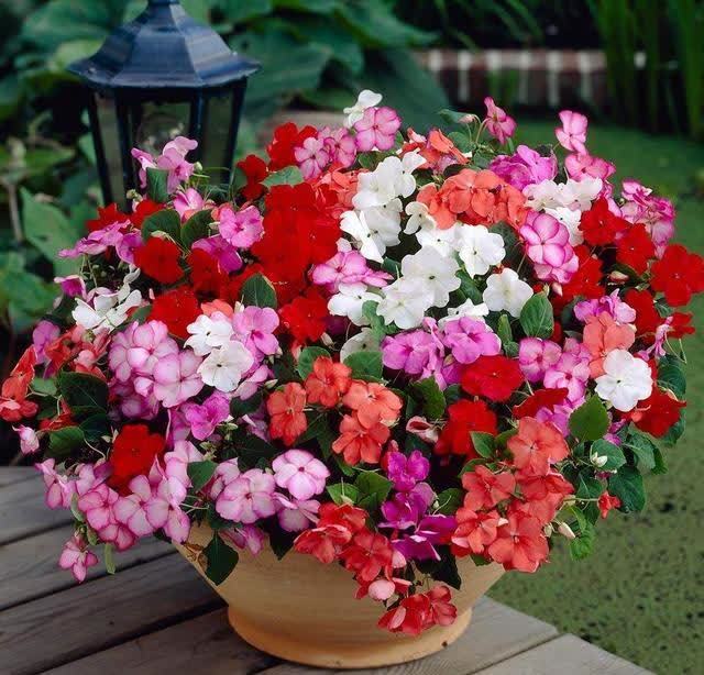 忌讳|用磷酸二氢钾促花,有“3忌”要避免,已被“证实”用错难开花