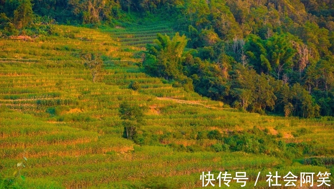 高粱|那勐勐的高粱红了，又是宁洱一道靓丽的风景线！