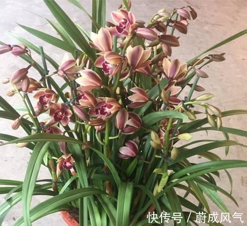 养了几十盆花,香味纯正、花开娇艳的就六种,一起见识一下吧