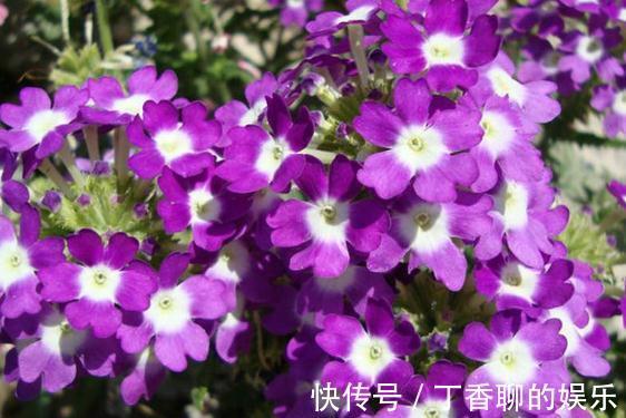 农历10月4号起，最适合养这些花，漂亮芳香，全年开花不断