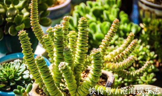 观赏度|养好“钱串”就代表养好了自己的财气，夏季养护多肉有妙招