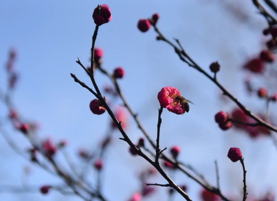 手臂|今日立春丨一年春始， 四季平安