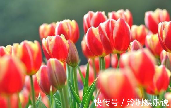 喜欢牡丹,不如养“稀有花卉”变色郁金香,花开会变色,梦幻华贵