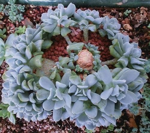 多肉没状态,三动作“虐一虐”,催出缀化感,养成老桩值上万块