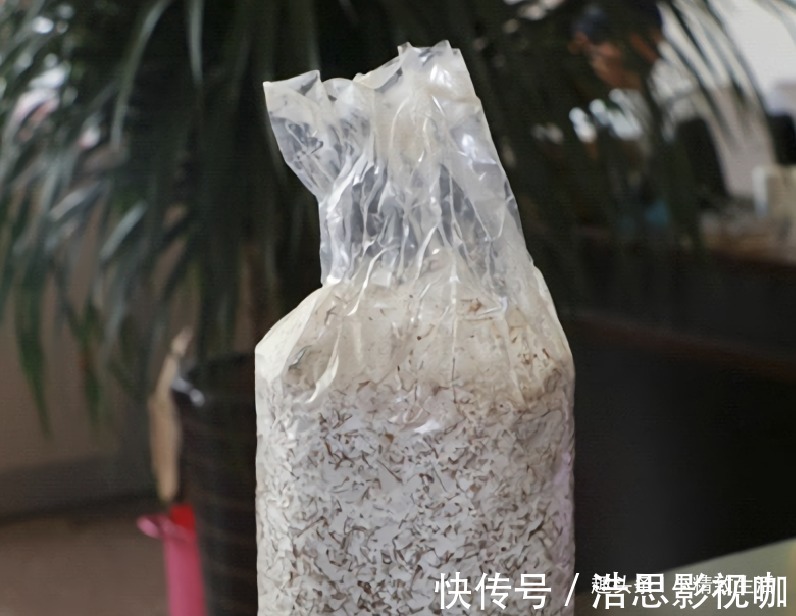 毛巾|阳台不止能养花，还能种蘑菇，15天一茬，2个月吃不完