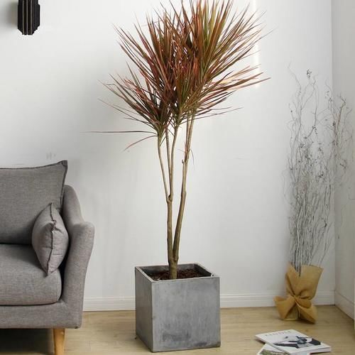 养花也能“偷懒”,6种绿植养护简单,实打实的懒人花卉