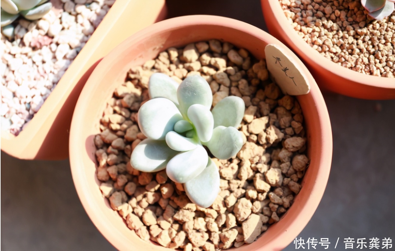 养花在这3个方面“不懂装懂”，将会吃大亏