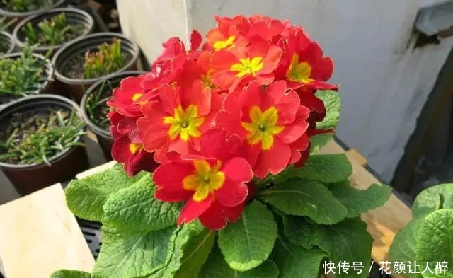 什么多菌灵都不如这种药水,养花生根快,还能延长花期!