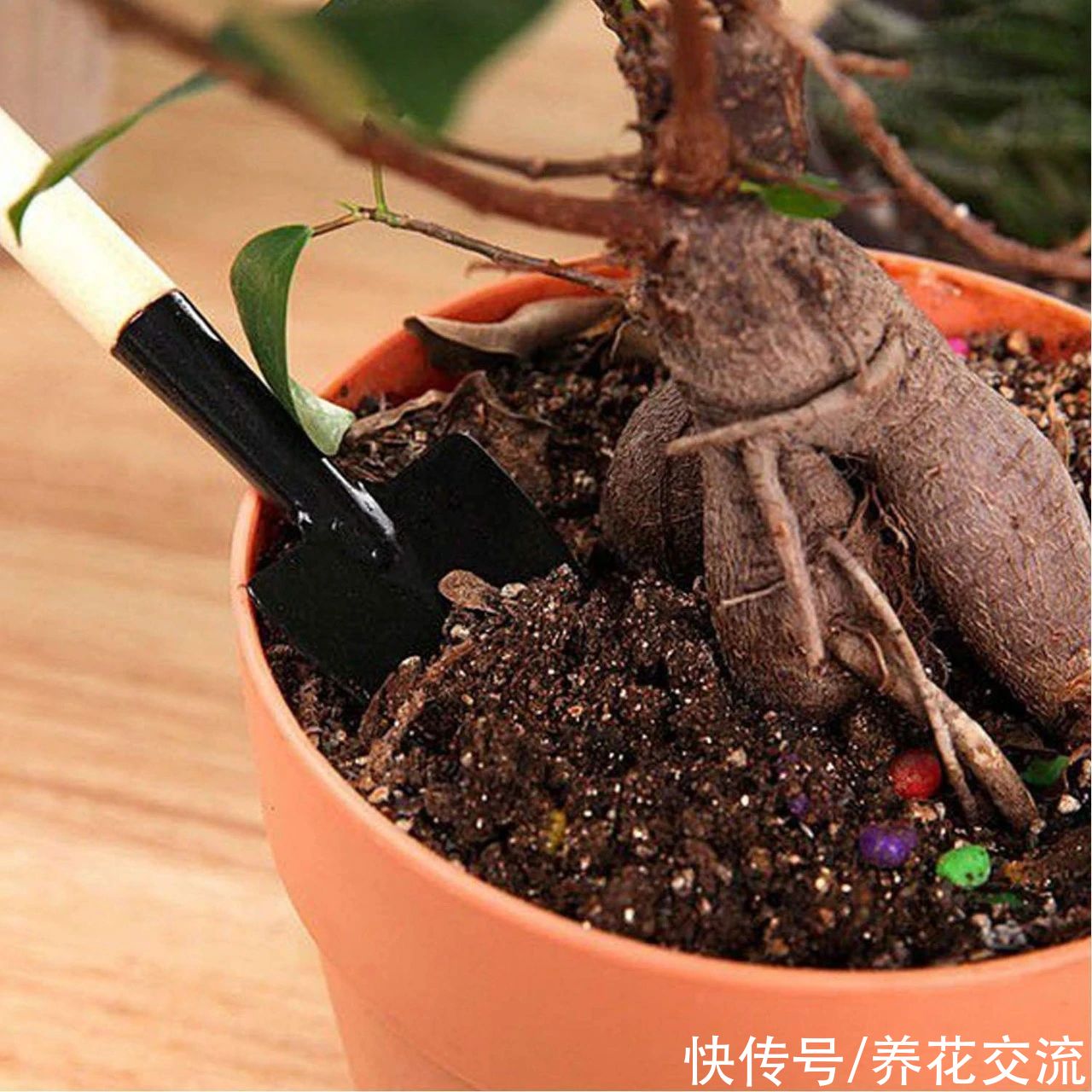 花盆|土壤结块,土面泛白,难怪植物会叶黄枯萎,教你一招轻松解决