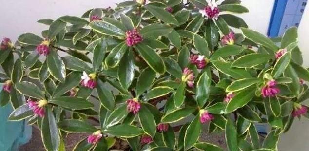 金边瑞香开花香，度夏注意这“几点”，轻轻松松，枝繁叶茂！