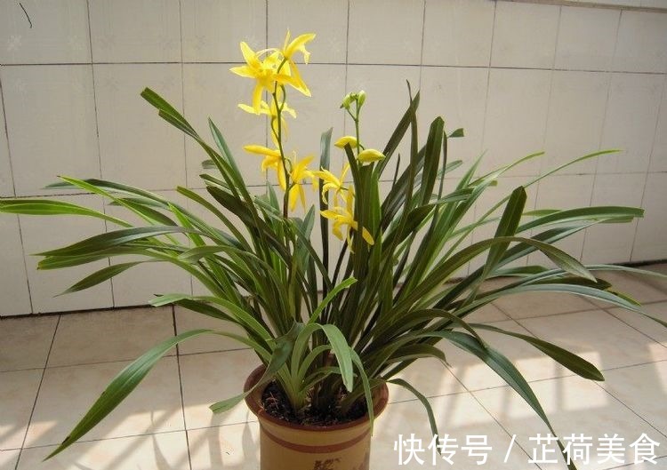 花期最长的藤本植物,一年四季开花,漂亮又好养,阳台也能种