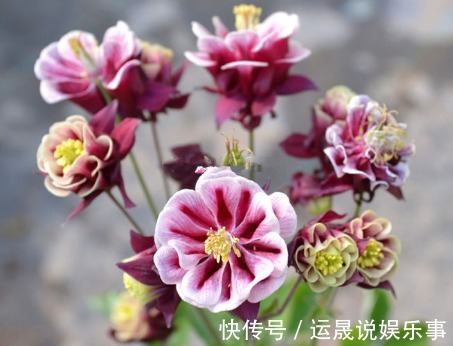 新手养花,不如养盆花中精品“盘龙目莲”,花色艳丽,百花齐放