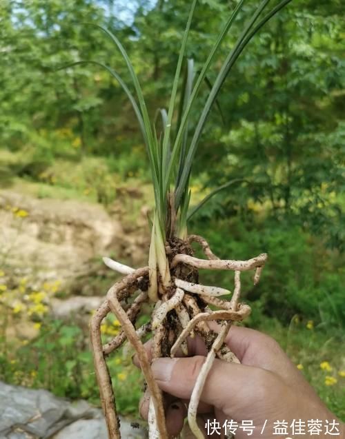 兰花|兰花快速生根有诀窍吗?兰友:照这4步操作,30天内就长新根