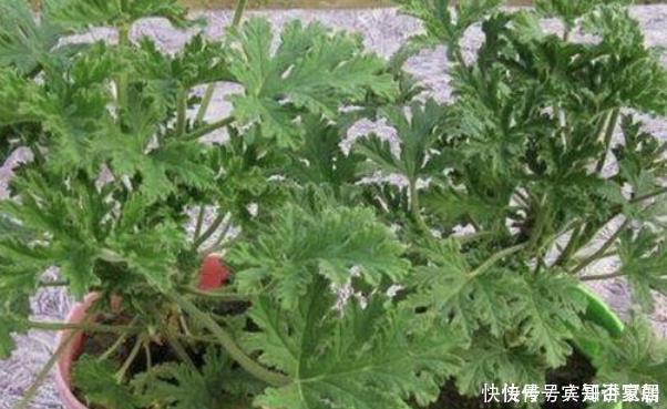 蚊子最害怕此3种花，房间里一定要放几盆，没想到蚊香钱都省了