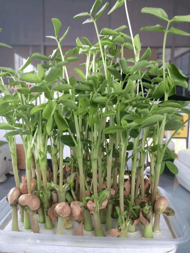 丢一把种子到水里,7天冒出小森林,越热越长个!绿植盆栽不用买