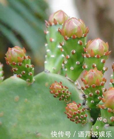 养了十多年,仙人掌都不变样,狠心来一刀,突然爆发开始猛长