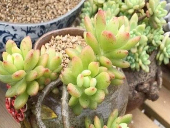 新手养花,入手这“3种”多肉,好看又易活,一年四季爆盆不断