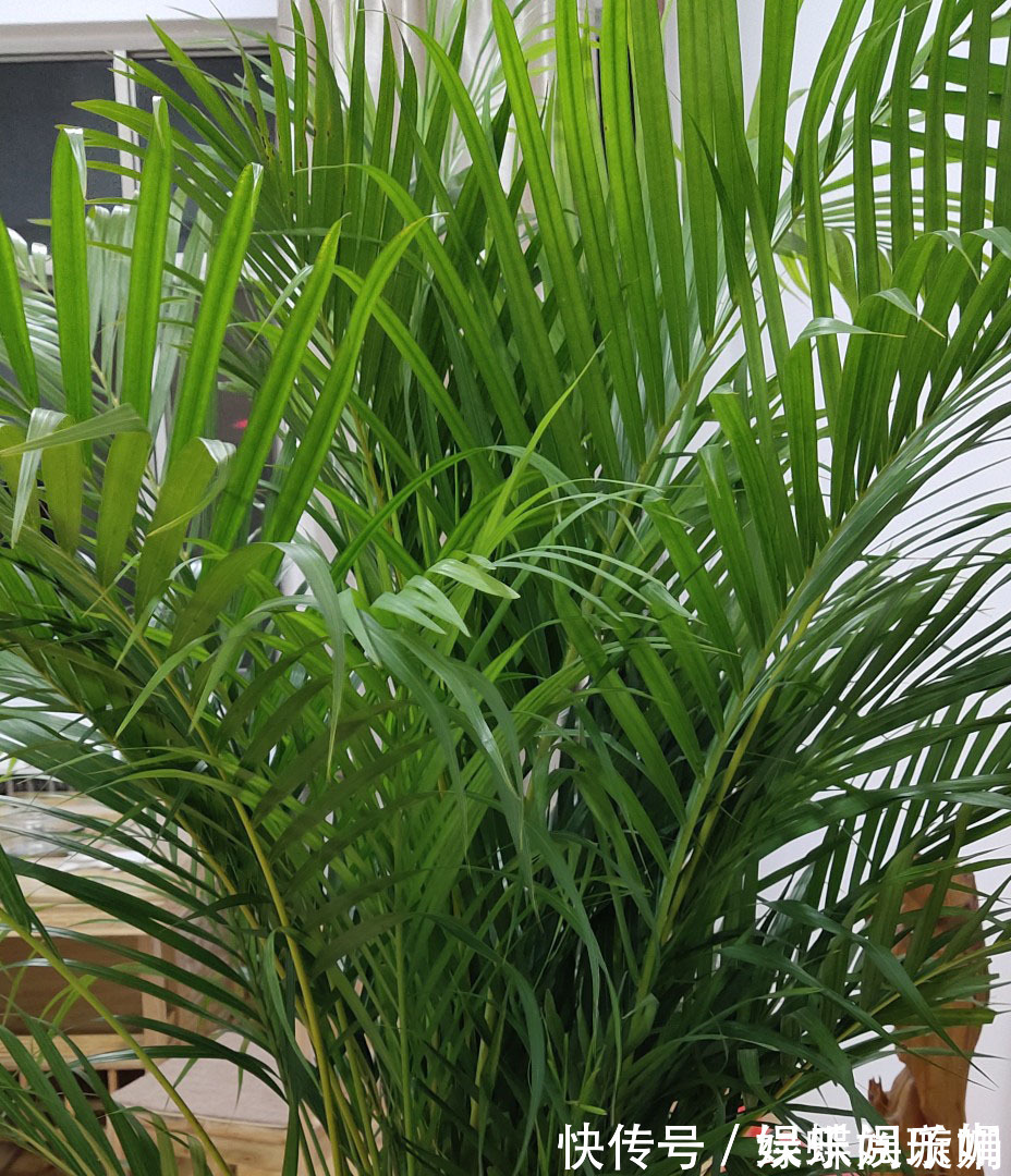 散尾葵|客厅养花别乱养,选5种花,好养好看,高端大气上档次