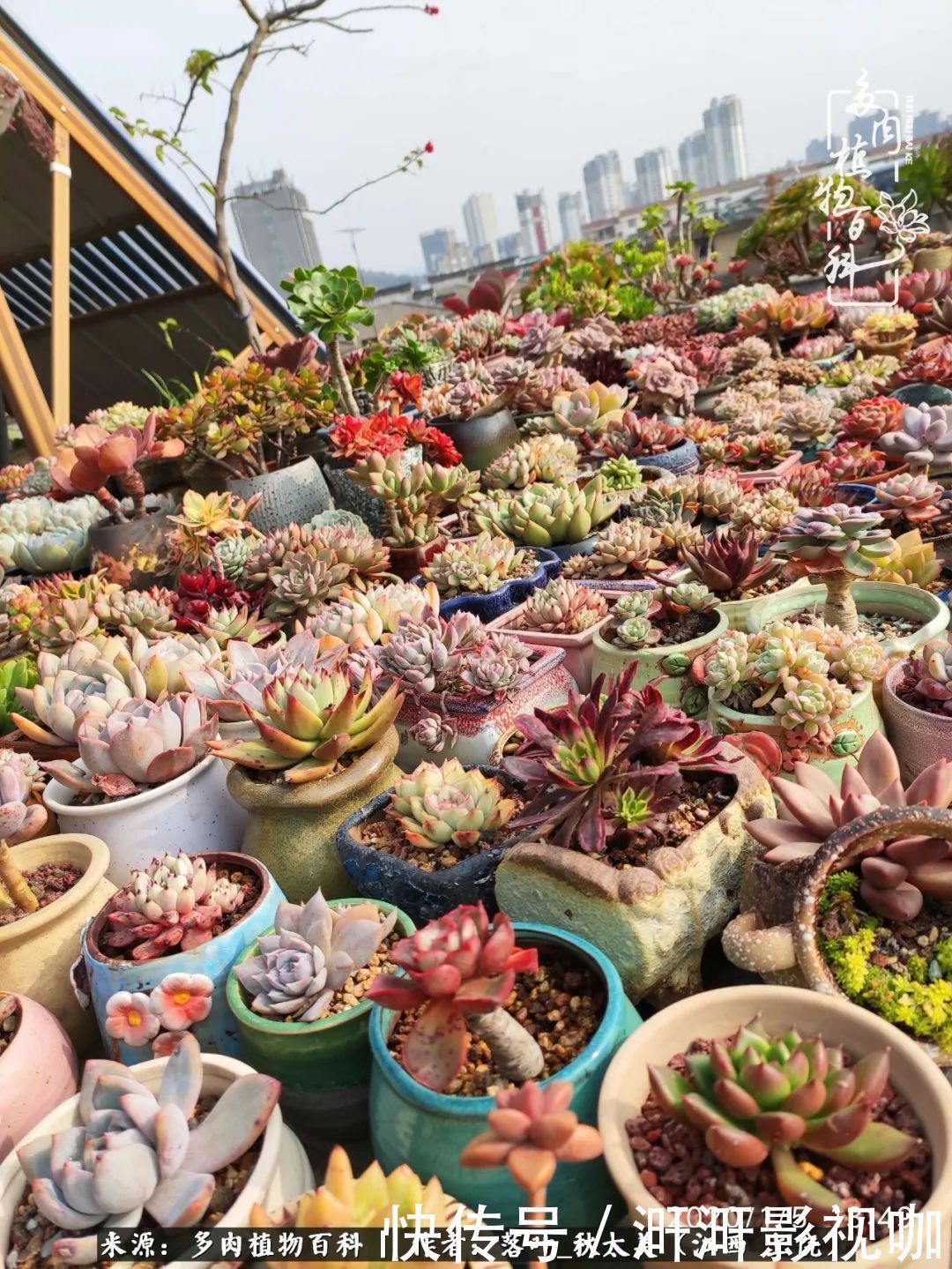 长势|为提升免疫力而养多肉植物，养肉后，体弱的我身体越来越好！