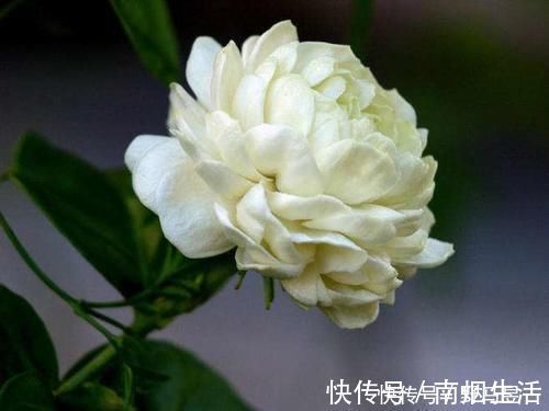 虎头茉莉|此花“人间第一香”，沾土就活，一开花就是150天，快试试吧