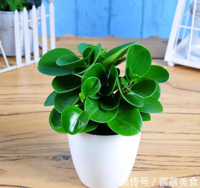 豆瓣花可以放在卧室吗，应该如何养护