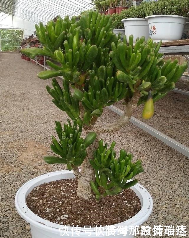 多肉|花友养多肉3年,全都养成了老桩,全靠这6个品种,真是太明智了!