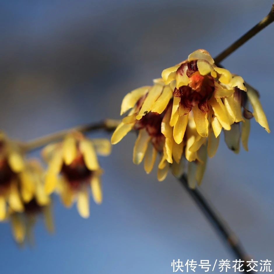 寒冷的冬春时节灿烂开花的8种观赏花卉,可露养在户外,打理简单