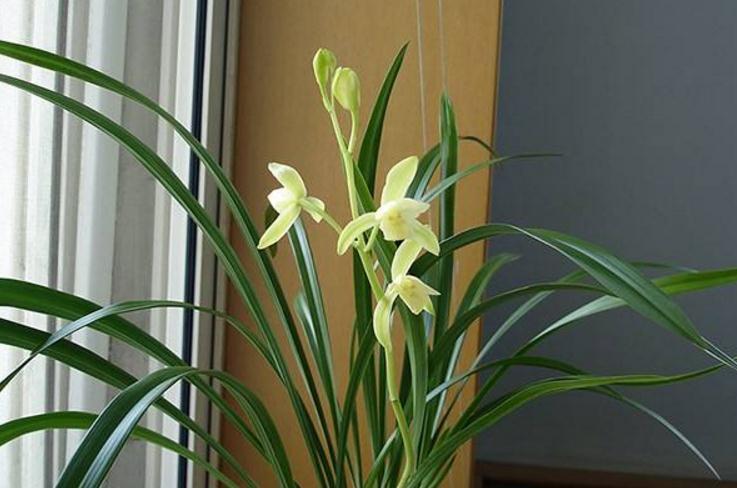 盆栽兰花叶面发白不要急,小花匠教你两招,简单实用